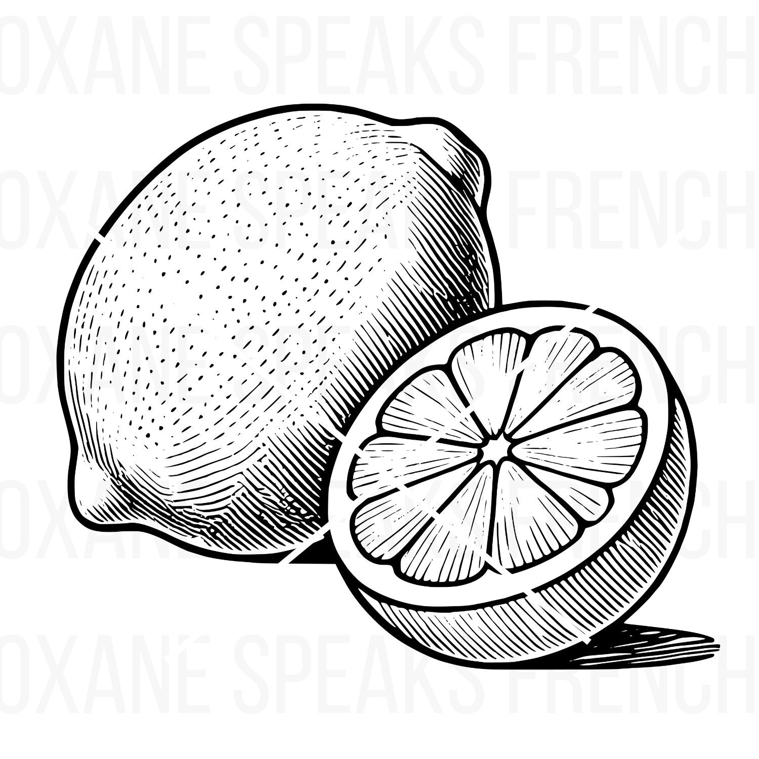 Detailed hand-drawn lemon and lemon slice illustration in black and white, perfect for SVG and PNG projects like crafts, home decor, and recipe cards.