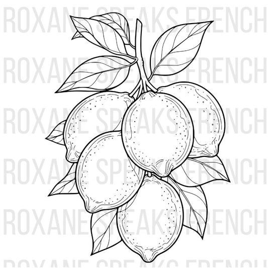Lemon coloring page with multiple fresh lemons on branch and detailed leaf patterns - printable fruit line art design for all ages